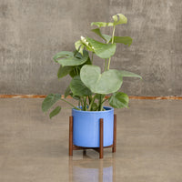 Ceramic Azul Wood Stand