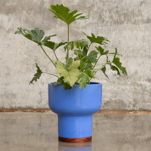 Case Study® Mushroom Planter – Modernica