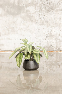 Case Study Ceramics® Table Top Diamond NO STAND