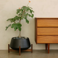 Case Study® Diamond Planter