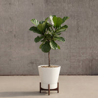 Case Study® セラミックス ラージジュエル スタンド付き