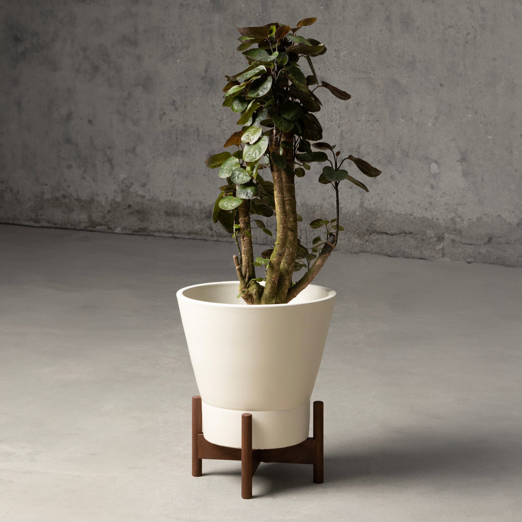 Case Study® Ceramics Large Jewel – Modernica Inc