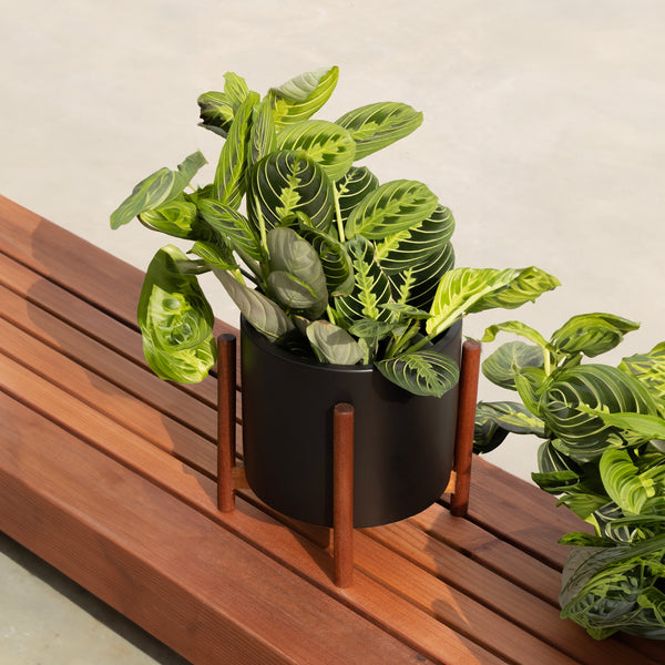 モダニカ　modernica セラミックシリンダー　ケーススタディ　プランター Case Study® Ceramics XL Cylinder with Stand – Modernica Inc