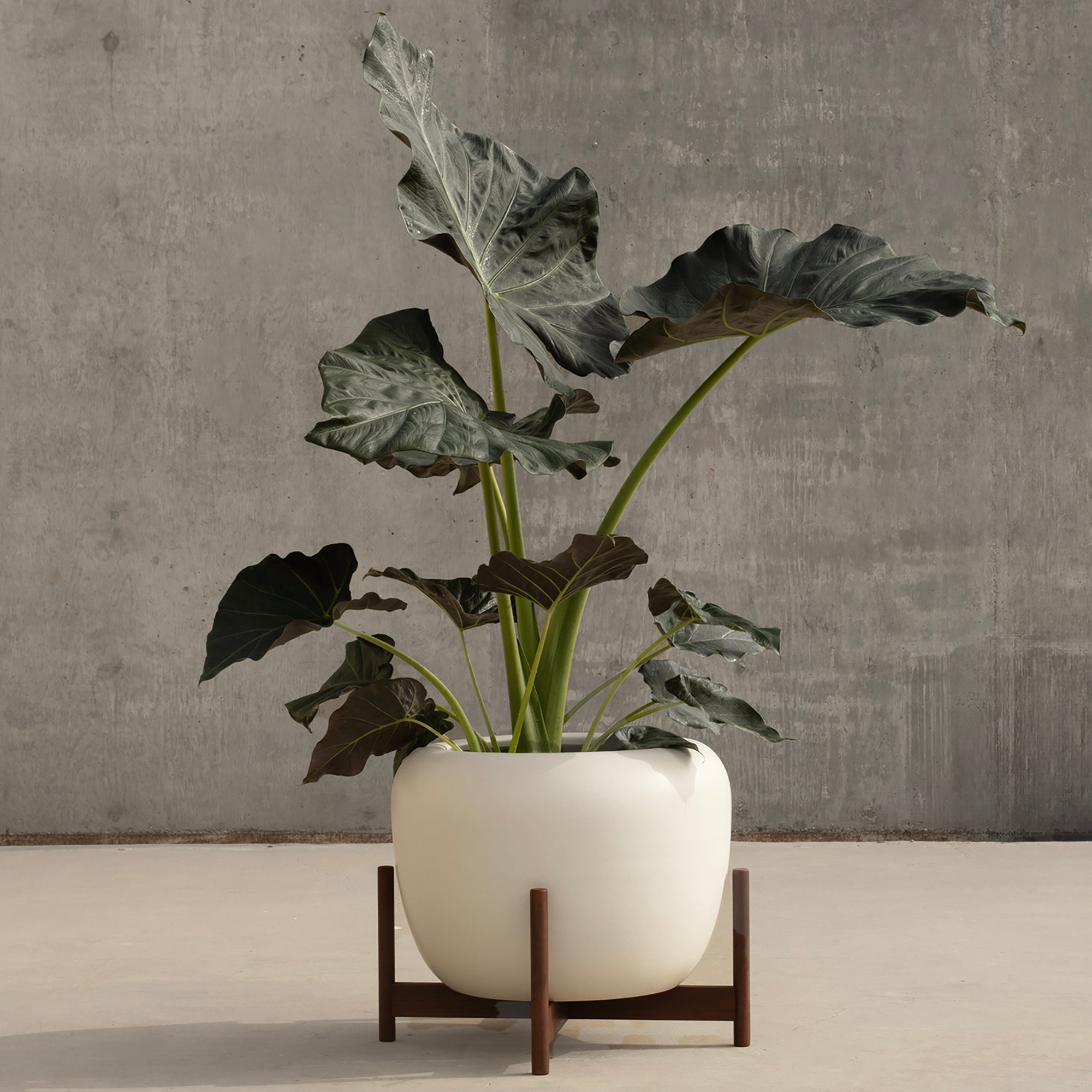 drum plant pot Case Study® Ceramics Drum Planter with Wood Stand – Modernica