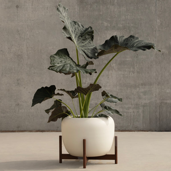 indoor planter with wheels Case Study® Ceramics Drum Planter with Wood Stand – Modernica